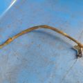 46420-47080 | Linka hamulca postojowego praw. TOYOTA PRIUS - 30 09-17 (375712) - Podgląd 4